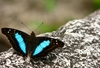 Blue_butterfly_on_a_stone_iii